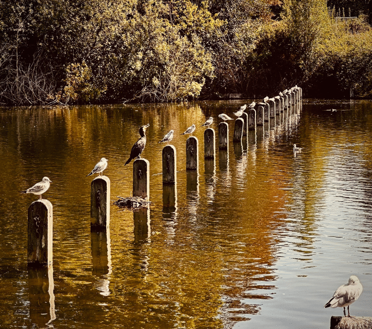 Когато природата ни показва ред